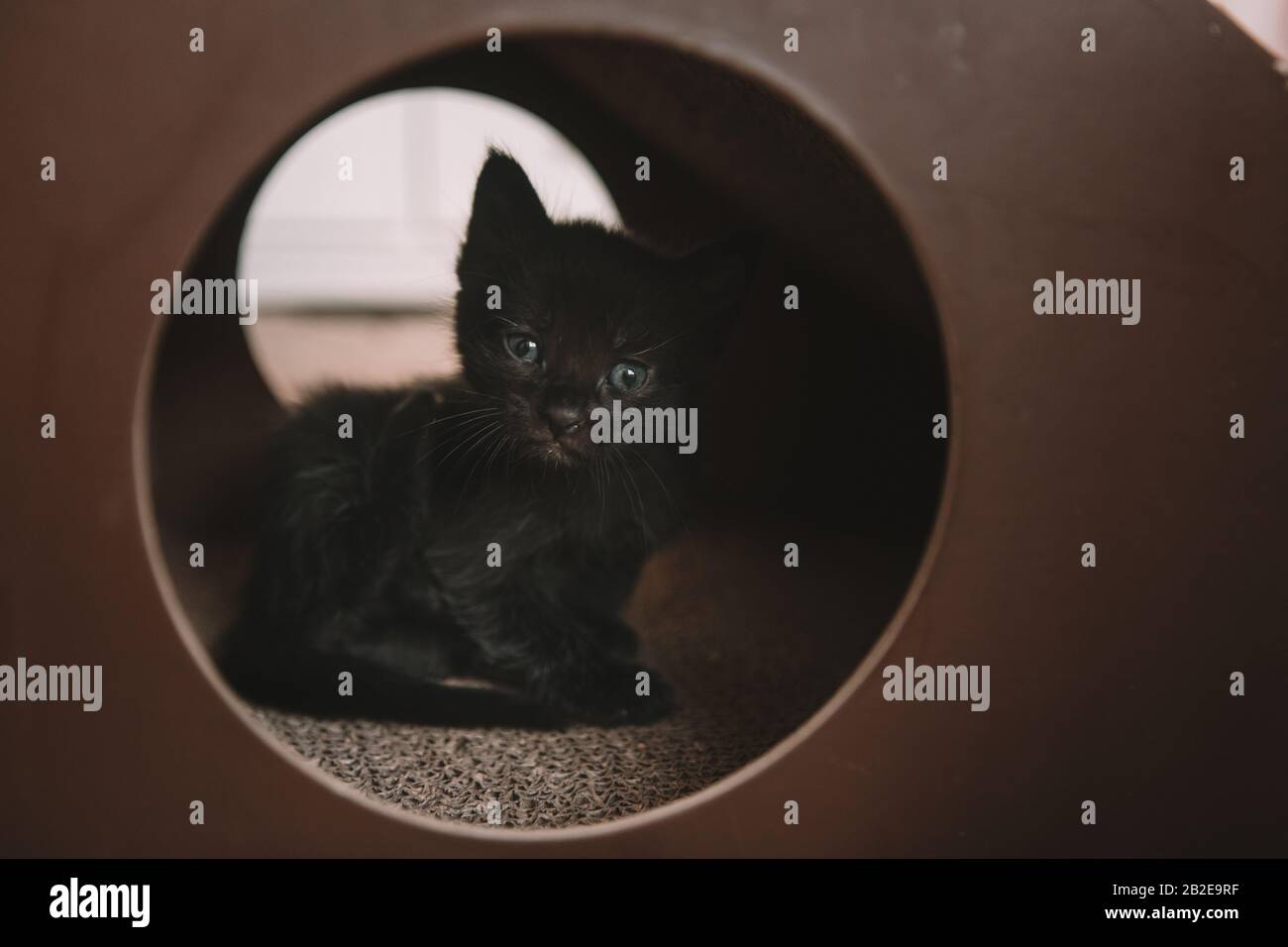 Gattino nero con occhi blu in un giocattolo gatto - 4 settimane Foto Stock