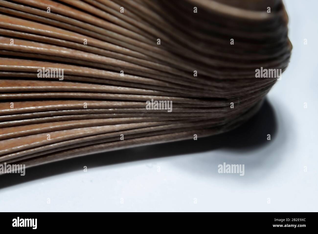 dettaglio macro di ventilatore in legno da diverse viste in colore cammello Foto Stock