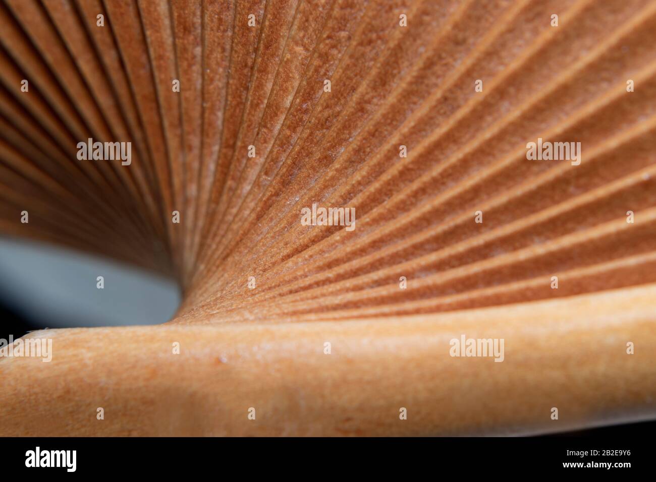 dettaglio macro di ventilatore in legno da diverse viste in colore cammello Foto Stock