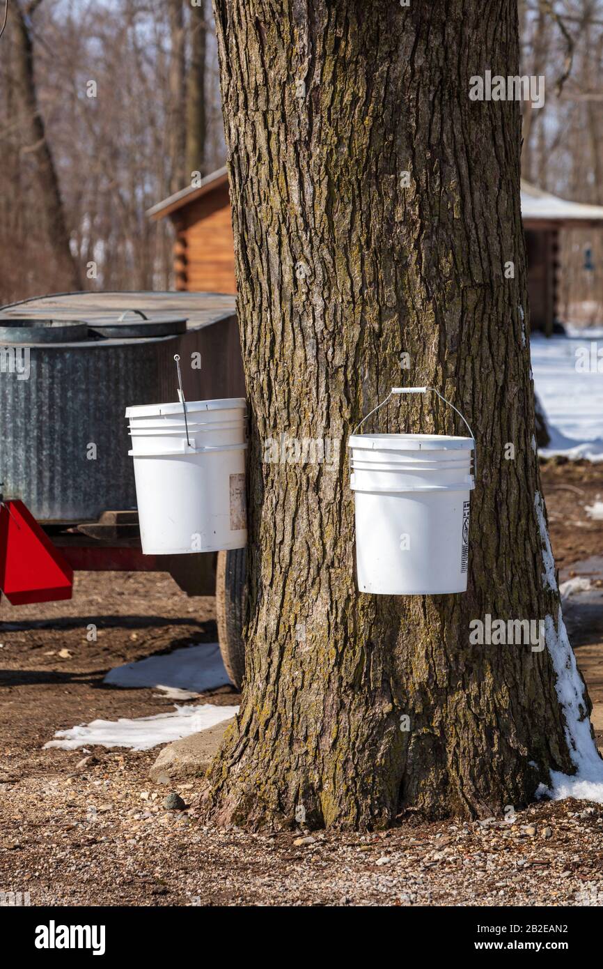 Raccolta di Sugar Maple sap, alberi di spillaggio, primi di marzo, e USA, di James D Coppinger/Dembinsky Photo Assoc Foto Stock