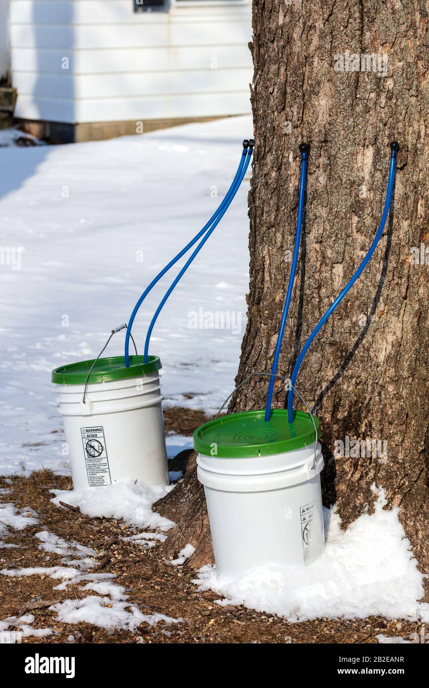 Raccolta di Sugar Maple sap, alberi di spillaggio, primi di marzo, e USA, di James D Coppinger/Dembinsky Photo Assoc Foto Stock