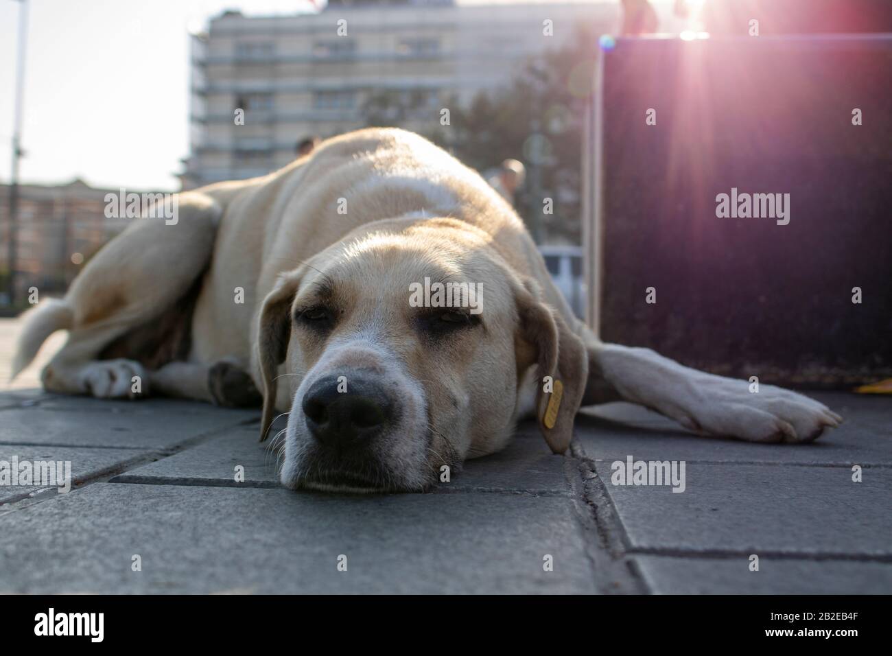 Cane randagio bianco addormentato. Foto vicine sono state scattate dalla parte anteriore del cane. Foto Stock