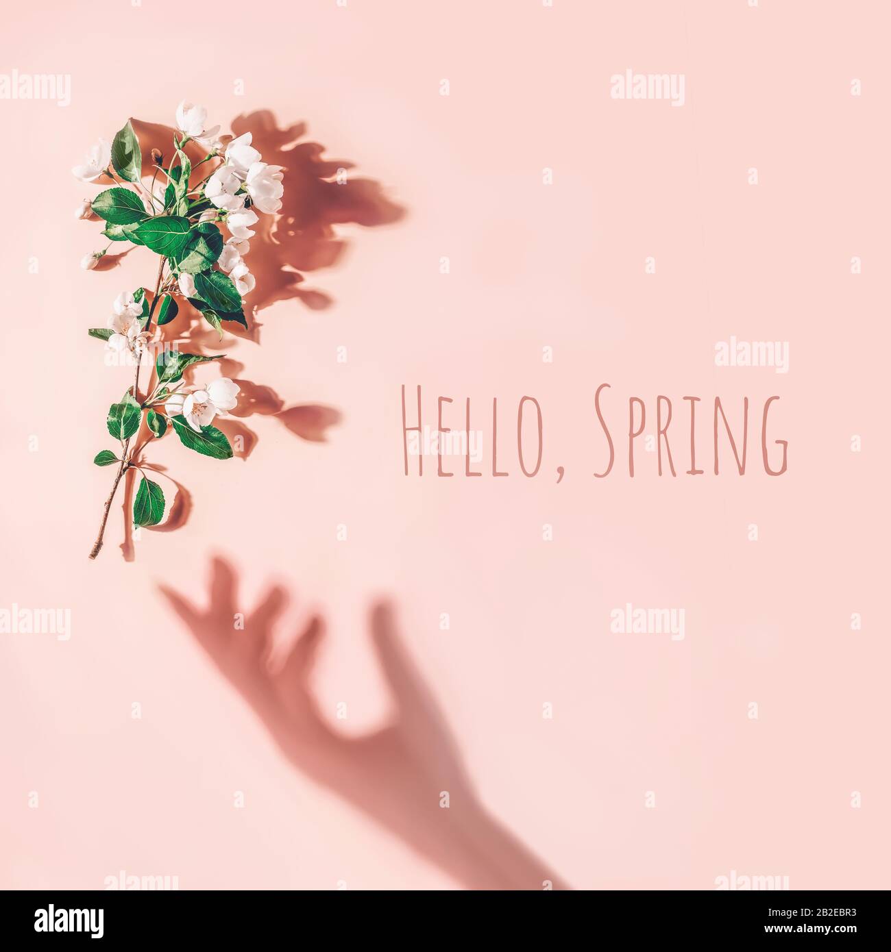 Layout creativo con un ramo di fiori di mela su sfondo rosa pastello. Disposizione piatta. Concetto minimo di primavera Foto Stock