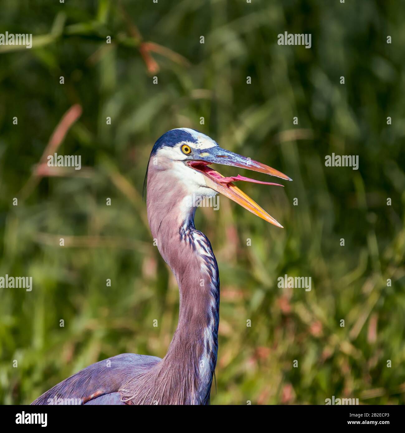 Primo piano ritratto di un grande airone blu (Ardea erodiade) con bocca aperta.Anhinga sentiero. Parco Nazionale Delle Everglades. Florida. STATI UNITI Foto Stock