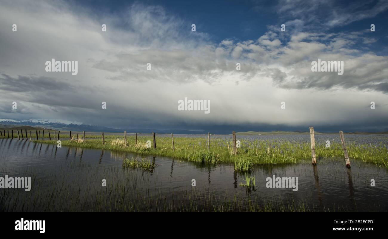 Camas Prairie Wildlife Management Area Foto Stock