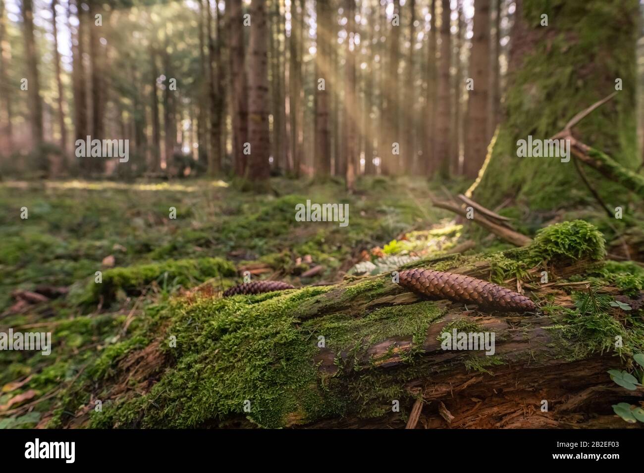 Scena luminosa in una foresta di fossati, il sole splende a un pinecone. Foto Stock