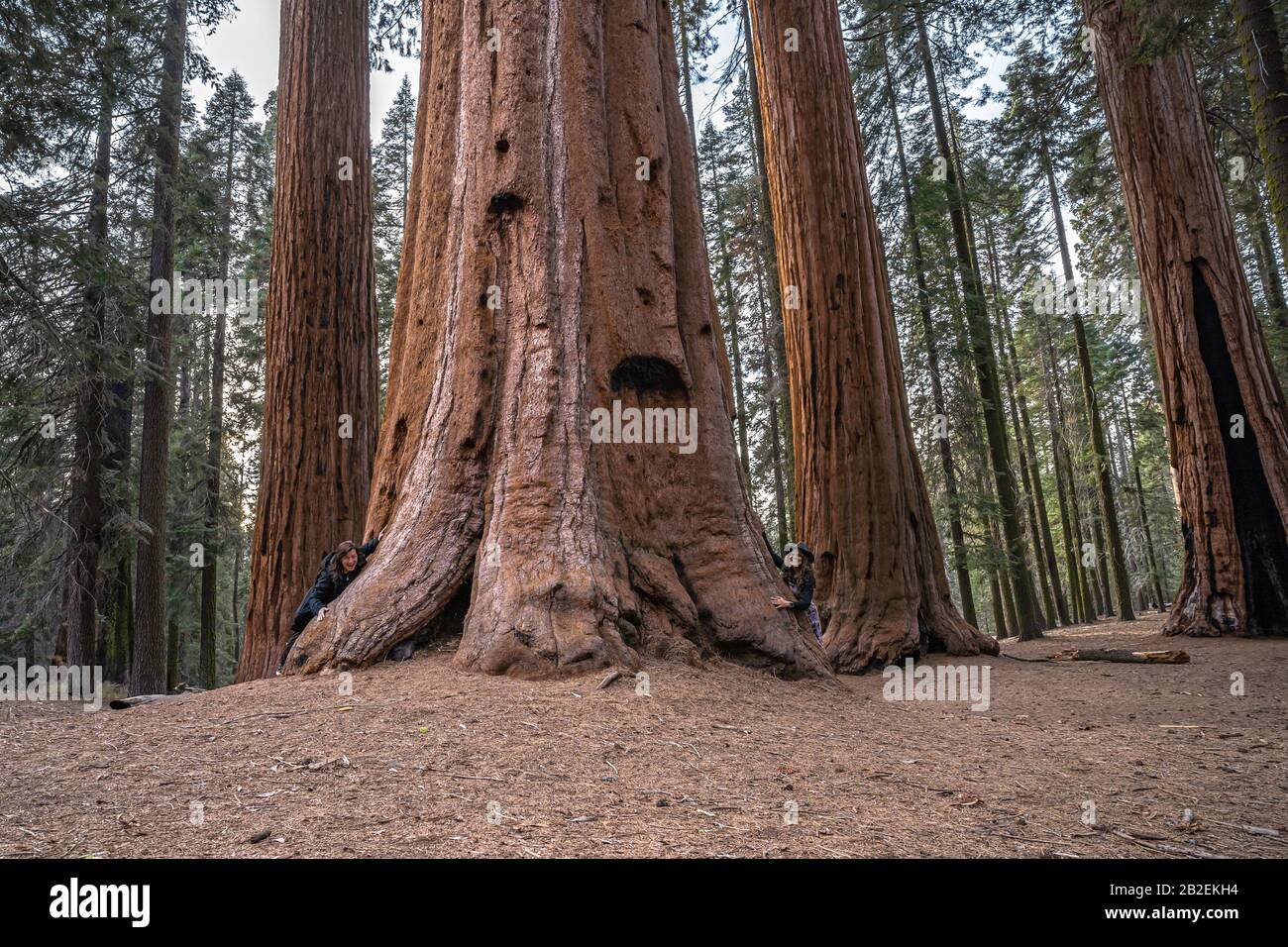 Giganteschi alberi di Sequoia con due donne che si sbucano dai lati nel Sequoia National Park, California Foto Stock