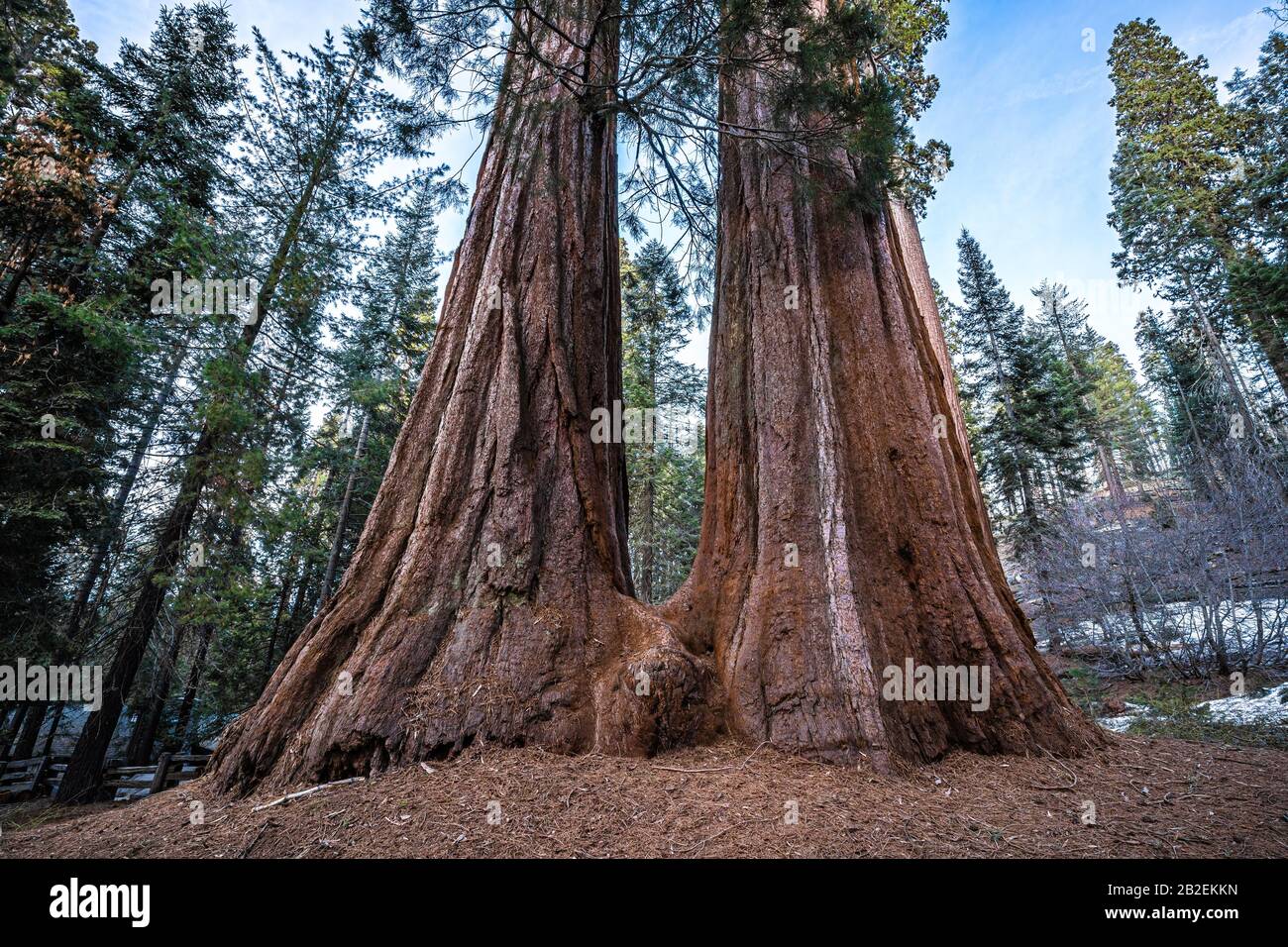 Due sequoie giganti si unirono alla base del Sequoia National Park, California Foto Stock