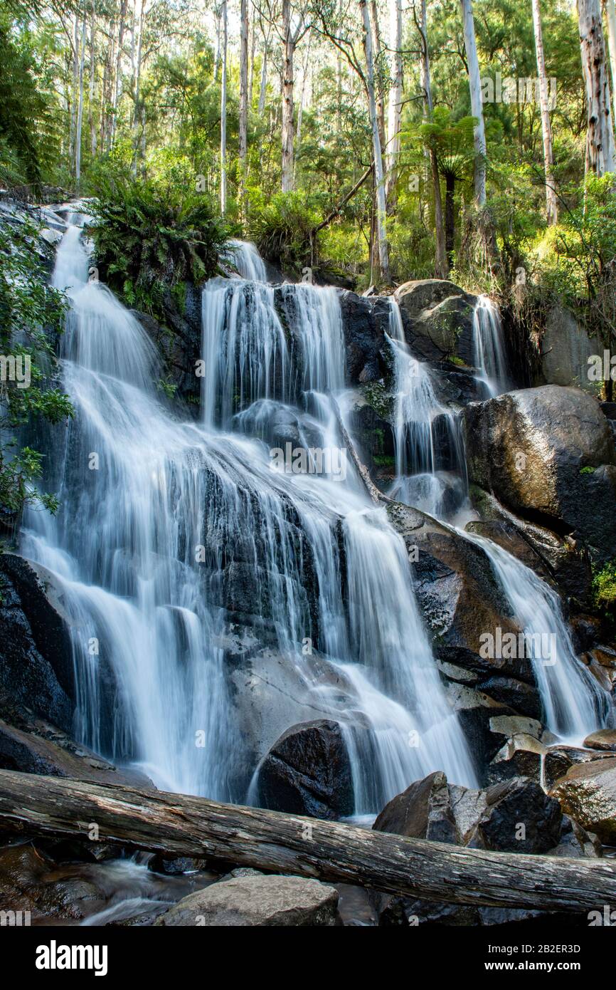 Cascate Di Toorongo Sul Piccolo Fiume Toorongo, Vicino A Noojee, Victoria, Australia Foto Stock