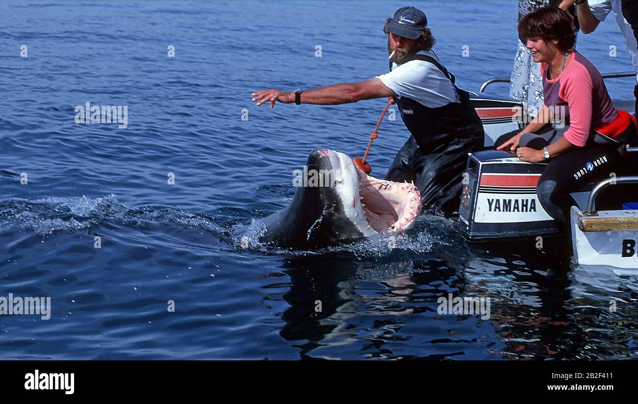 Haifütterung für Touristen, Weißer Hai (Carcharodon carcharias) am Boot reisst ein Maul auf, Gansbaai, Südafrika | Shark nutrimento per i turisti, Grande Foto Stock