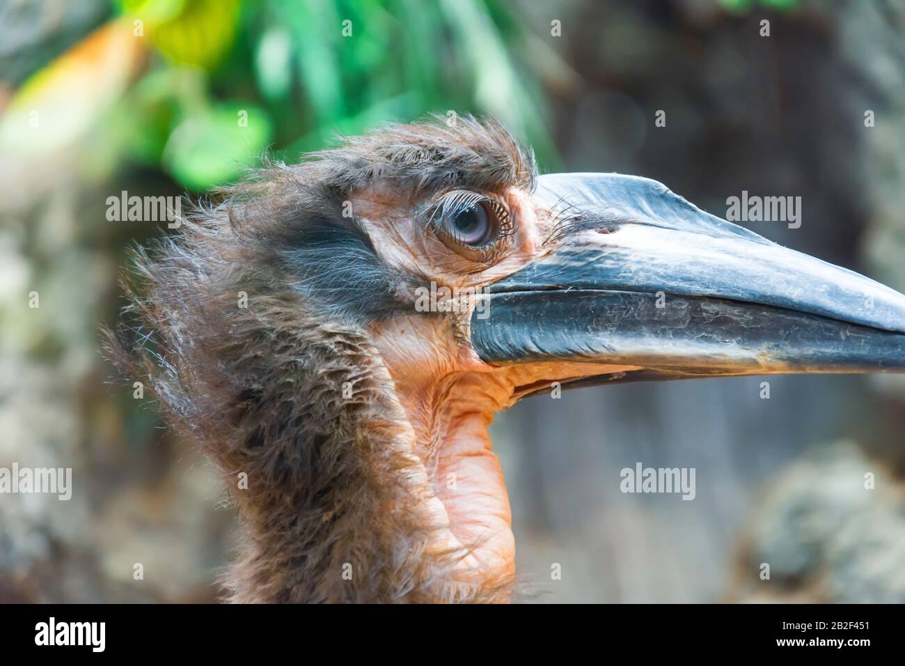 Kaffir corned corvo testa, occhio primo piano vista Foto Stock Kaffir corned corvo testa, occhio primo piano vista Foto Stock