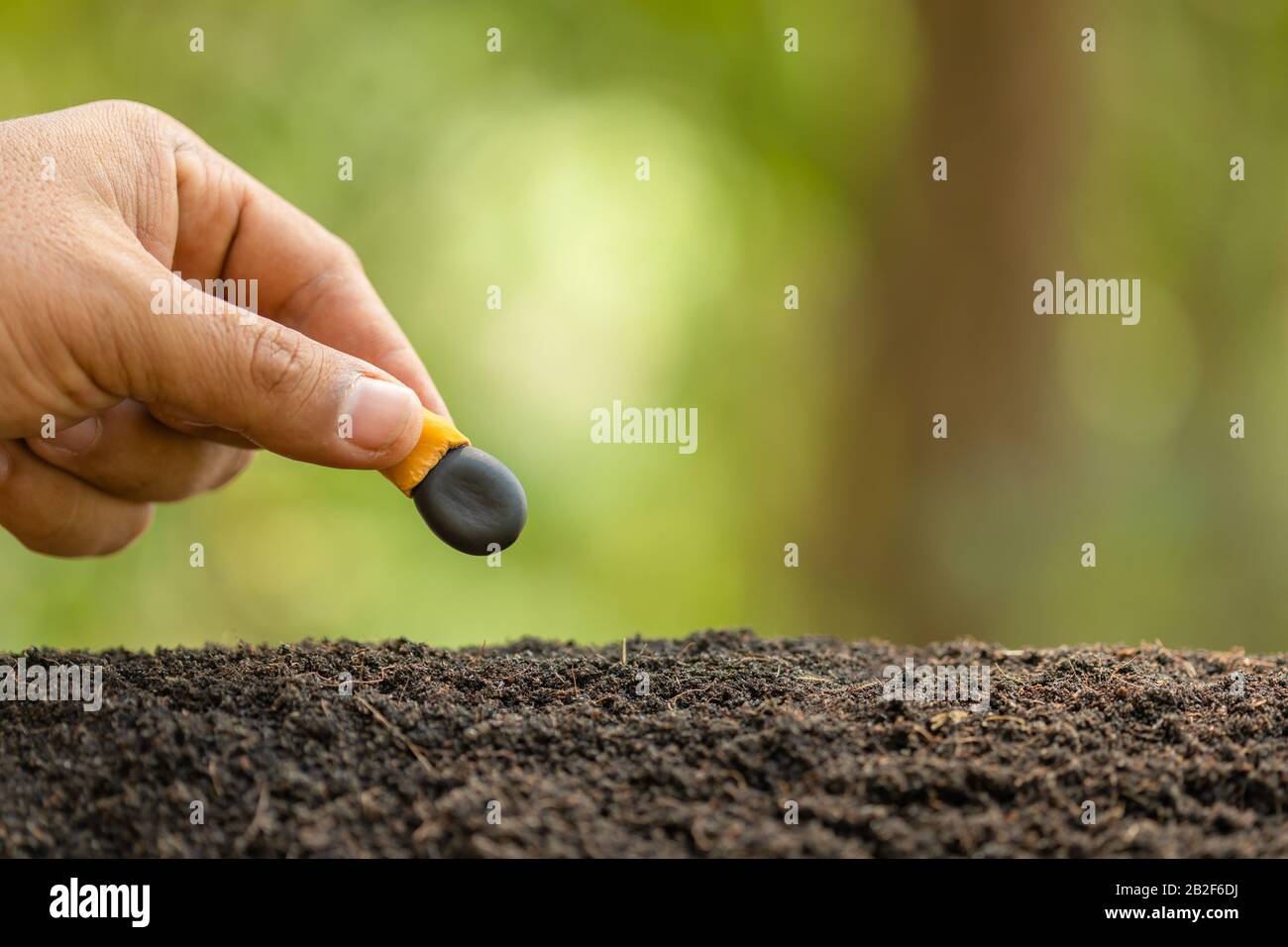 Stretta su mano di coltivatore che pianta un seme nero di Afzelia, Doussie o Makha mong albero nel suolo. Concetto di crescita e ambiente Foto Stock