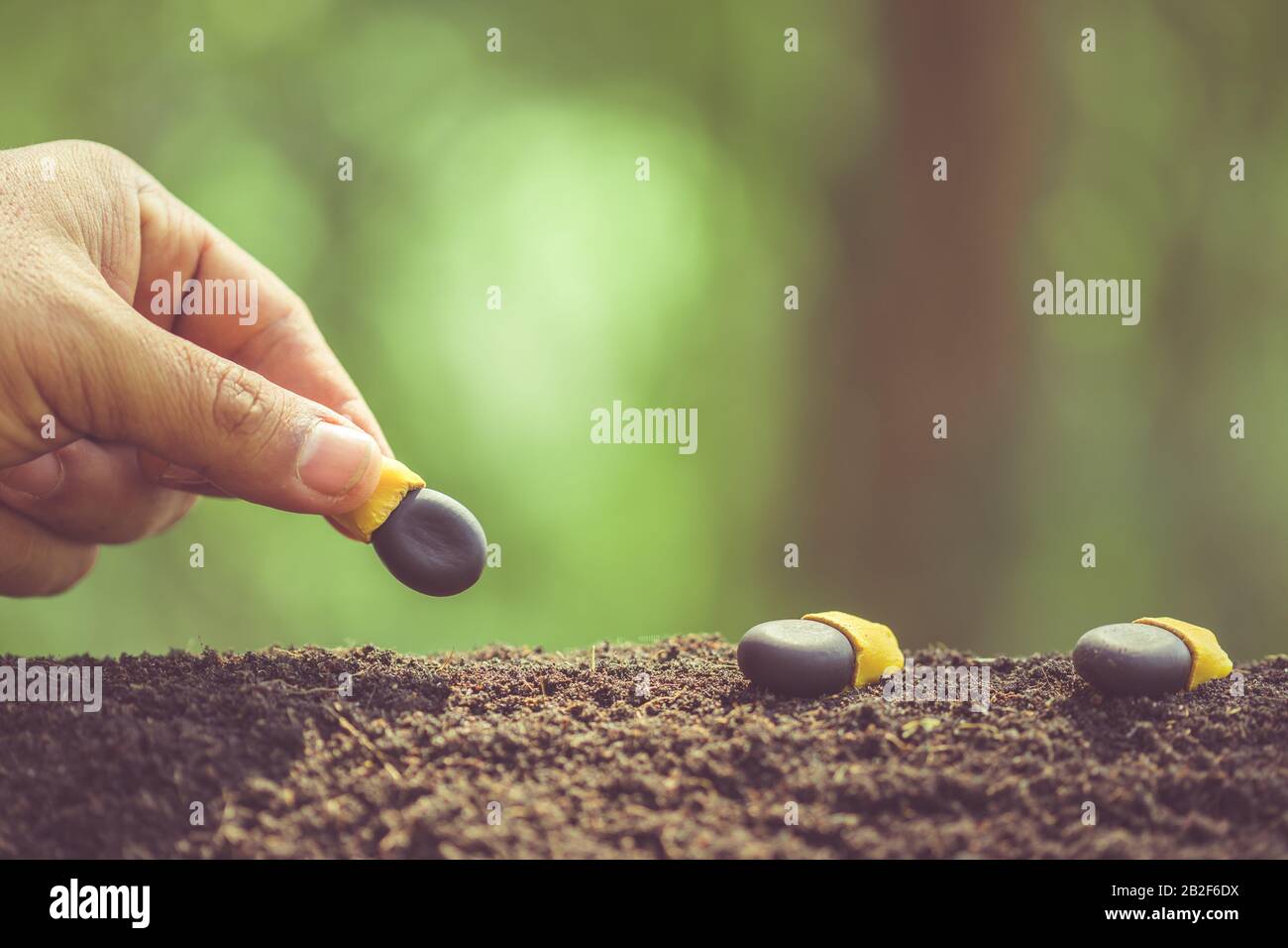 Stretta su mano di coltivatore che pianta un seme nero di Afzelia, Doussie o Makha mong albero nel suolo. Concetto di crescita e ambiente Foto Stock