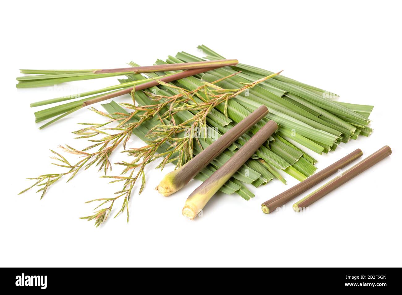 Fiori e foglie di lemongrass rosso o citronella erba. Studio girato isolato su sfondo bianco Foto Stock Fiori e foglie di lemongrass rosso o citronella erba. Studio girato isolato su sfondo bianco Foto Stock