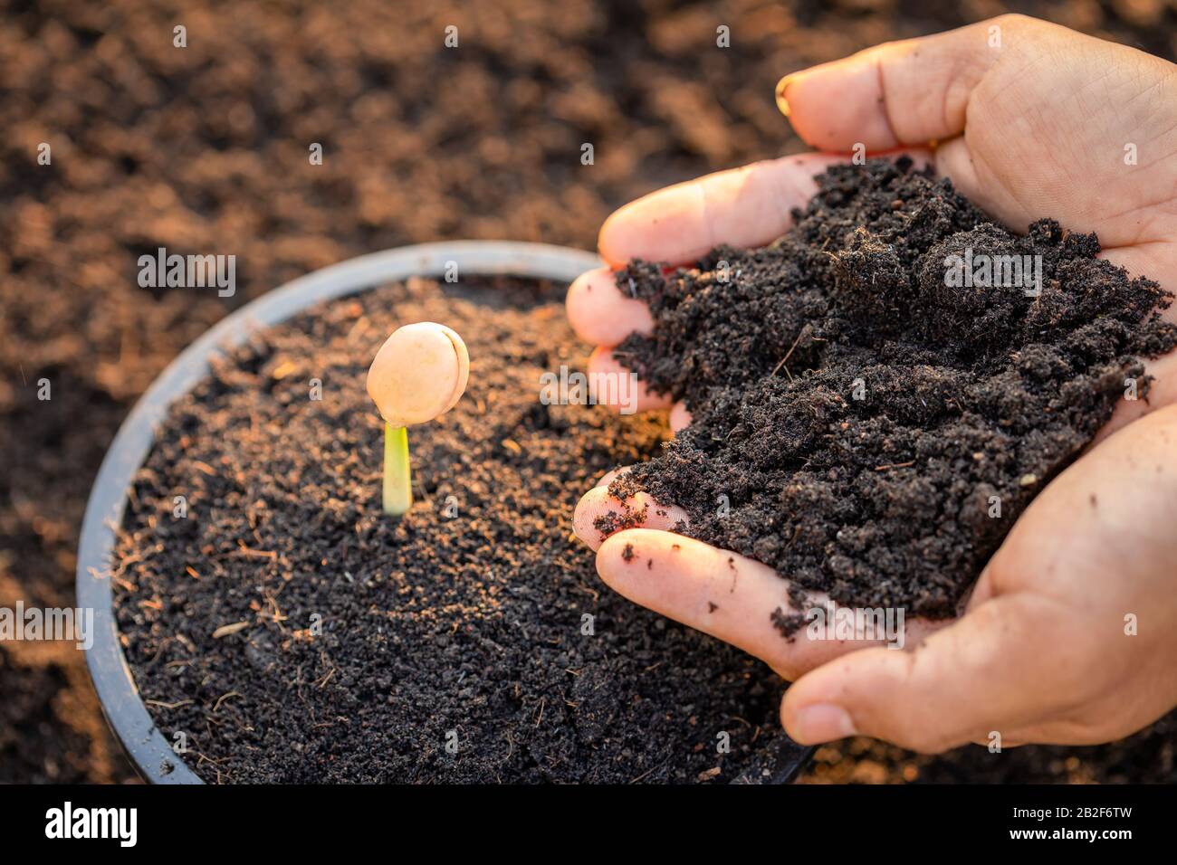 Stretta su mano di coltivatore piantando germogli giovani di Afzelia, Doussie o Makha mong albero nel suolo. Concetto di crescita e ambiente Foto Stock