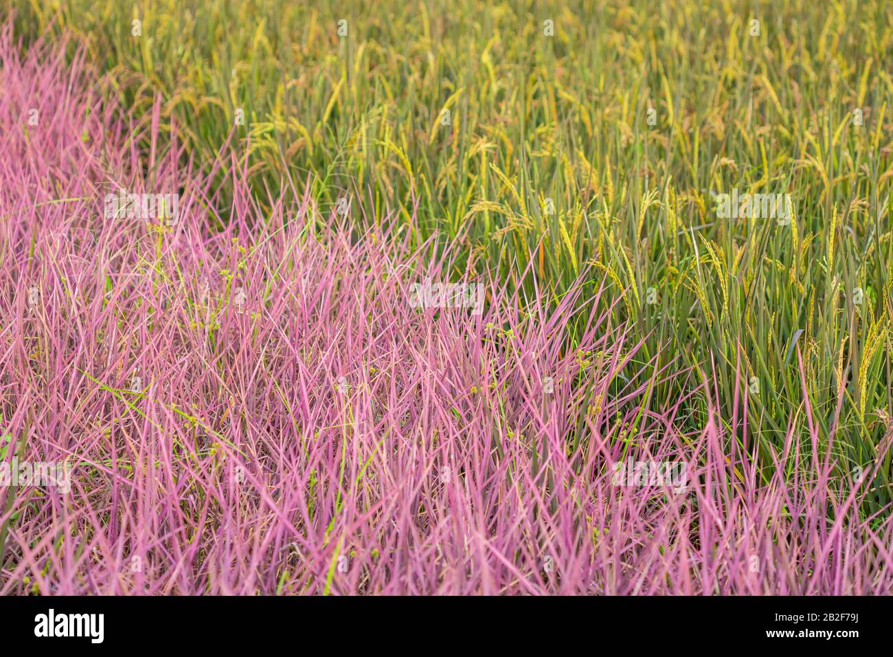 Vista del campo di riso rosa nella provincia di Phitsanulok. Thailandia. Il nuovo colore del riso che accidentale scoperta Foto Stock