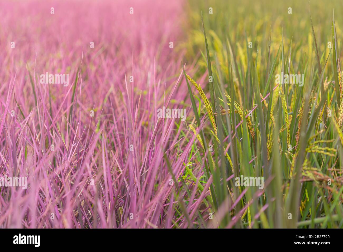 Vista del campo di riso rosa nella provincia di Phitsanulok. Thailandia. Il nuovo colore del riso che accidentale scoperta Foto Stock