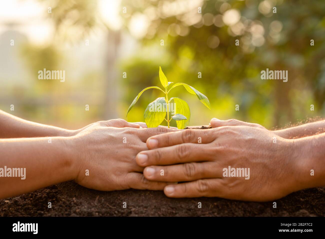 Stretta su mano che tiene germoglio giovane dell'albero verde e che pianta nel suolo. Concetto di decorazione di casa e giardino Foto Stock