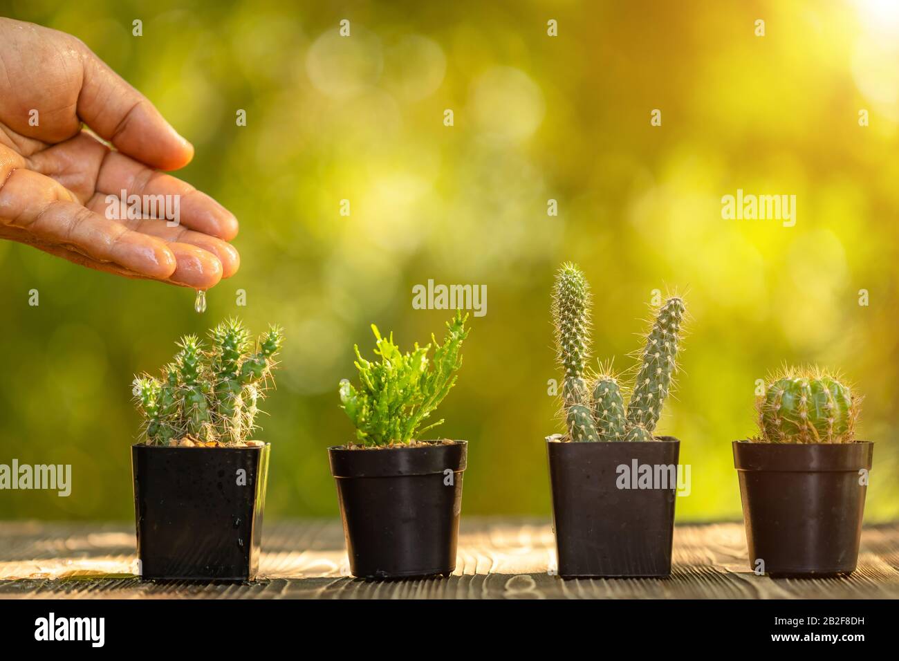 Primo piano irrigazione a mano per set di mini cactus in plastica nera pentola piantare su tavola di legno, verde natura sfocatura sfondo Foto Stock