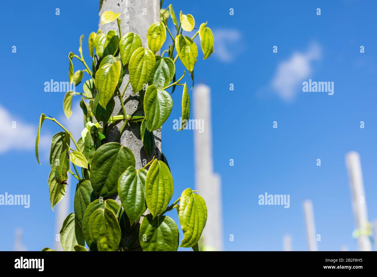 Pepe albero arrampicata sul palo nel campo a nord della thailandia Foto Stock