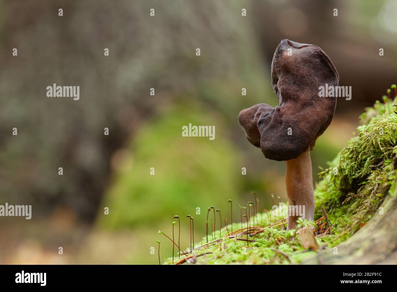 Falsa spugnana con cappuccio Foto Stock