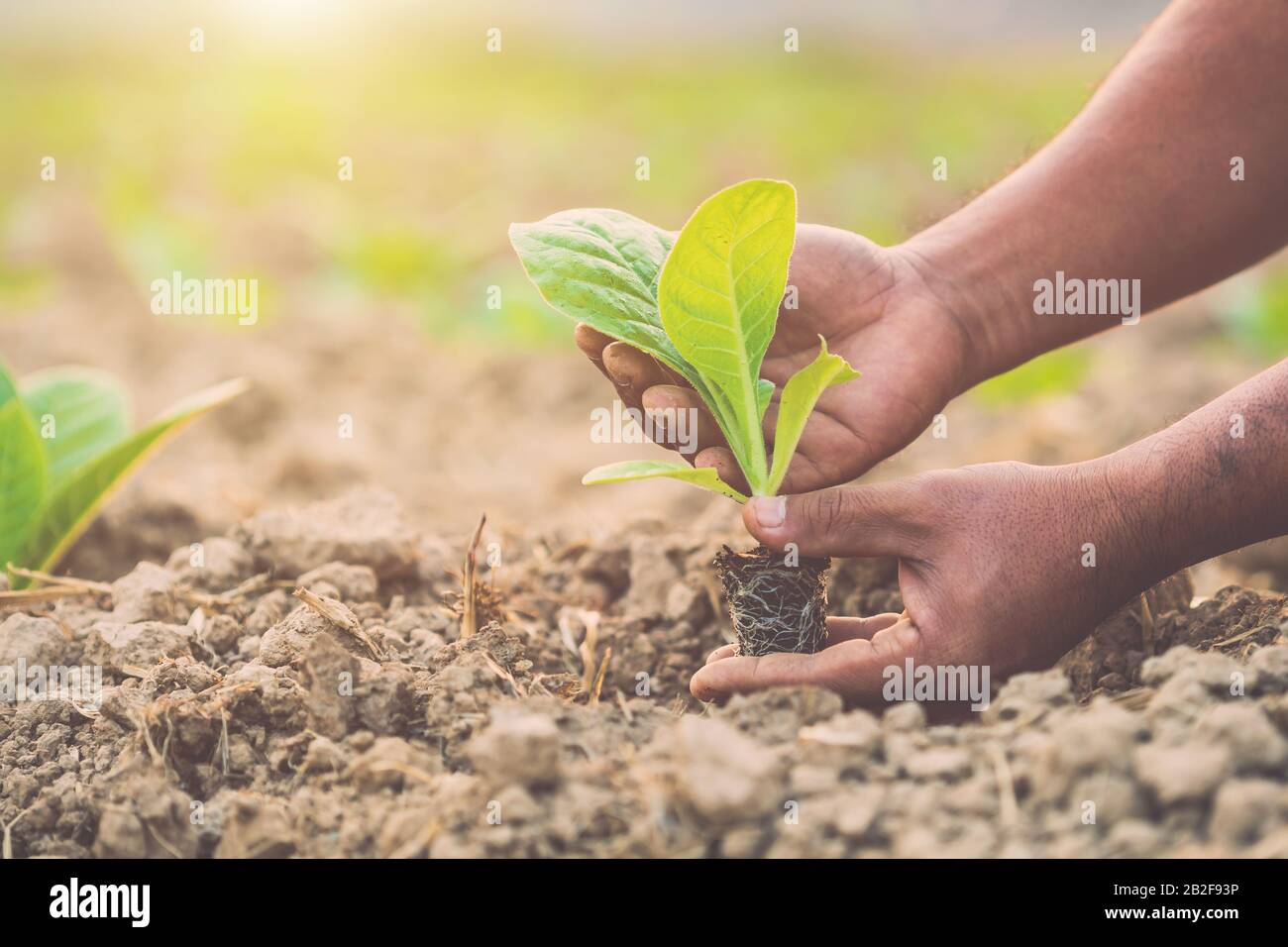 Mano di agricoltori tailandesi che detengono giovani di tabacco verde nel campo a nord della Thailandia. Concetto di pianta di crescita Foto Stock