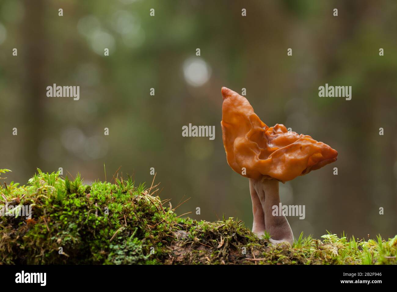 Falsa spugnana con cappuccio Foto Stock