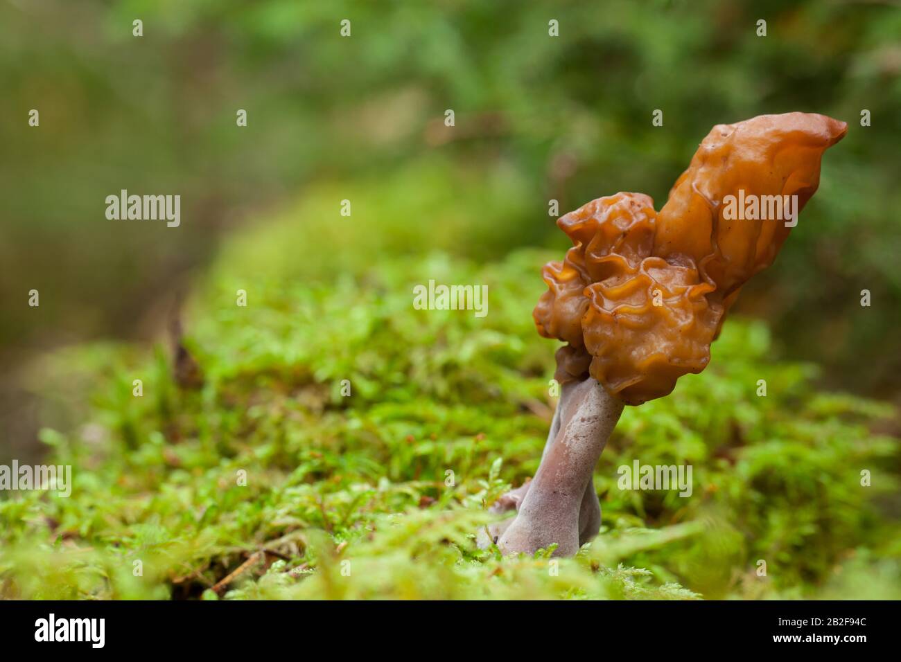 Falsa spugnana con cappuccio Foto Stock