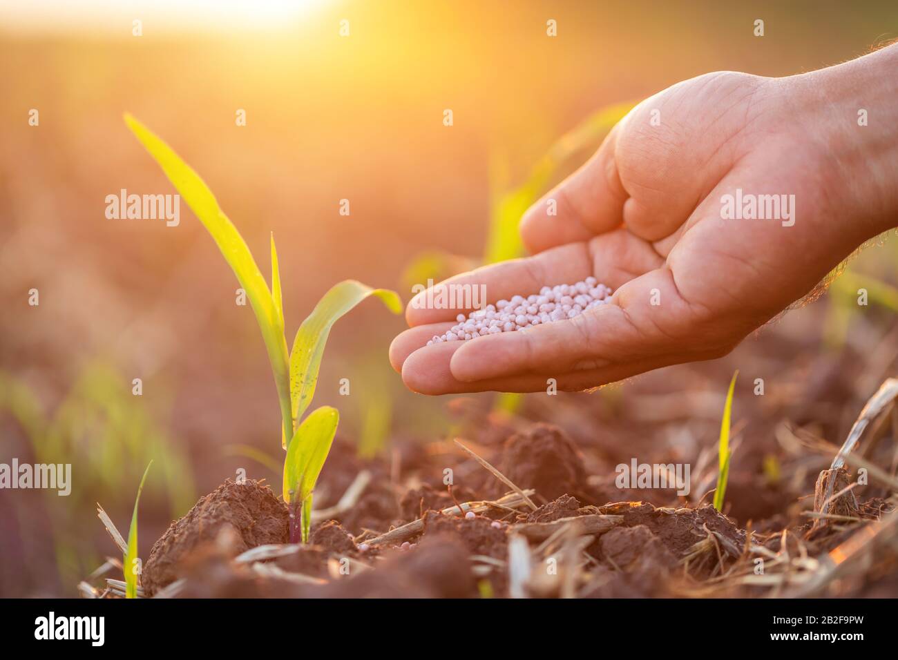 Primo piano mano che dà fertilizzante ad albero di mais giovane al campo in tempo di tramonto. Concetto di pianta di crescita Foto Stock