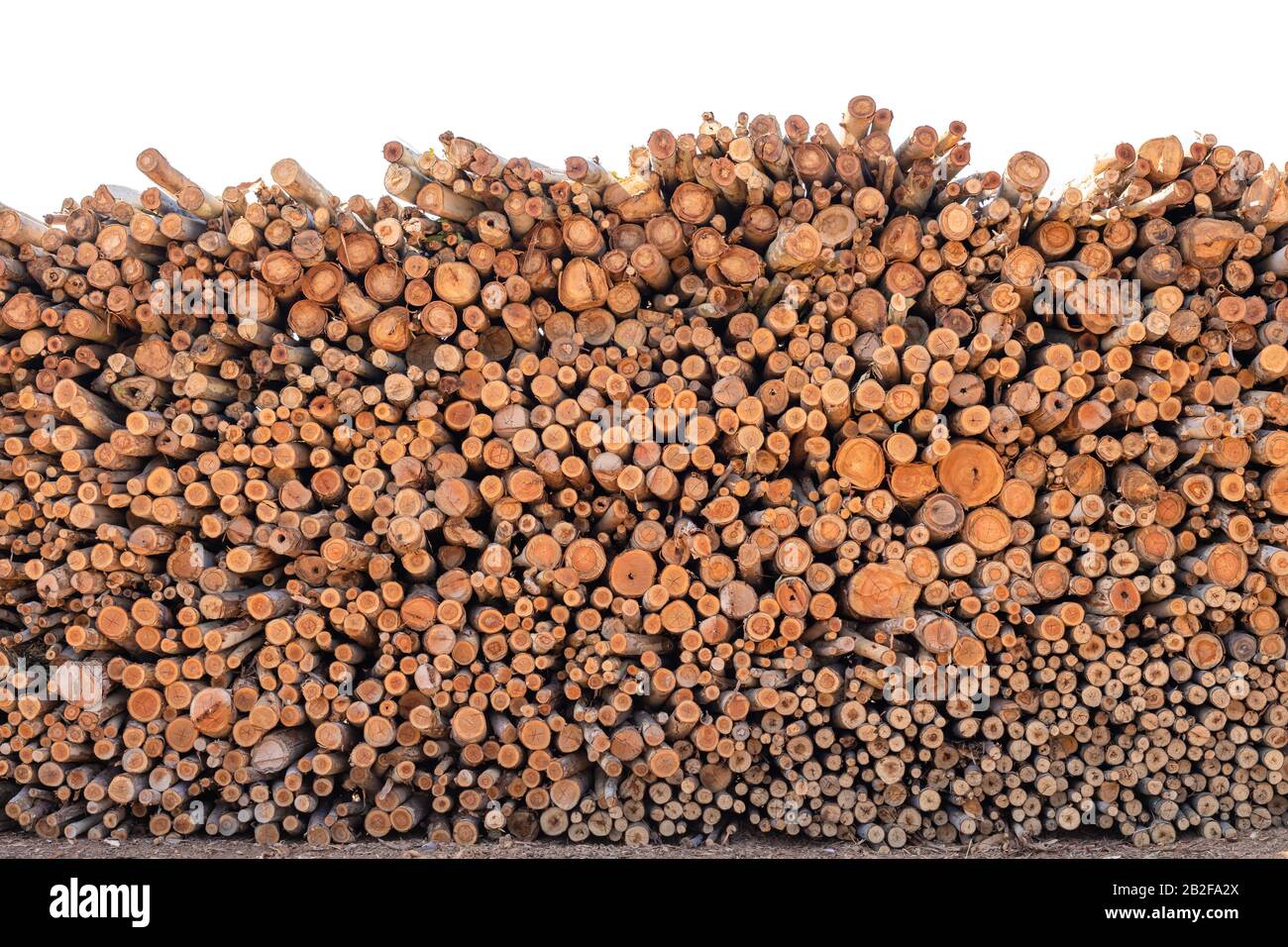 Accatastato di legno di Eucalipto o legno di tronchi per costruzioni sfondo e tessitura Foto Stock