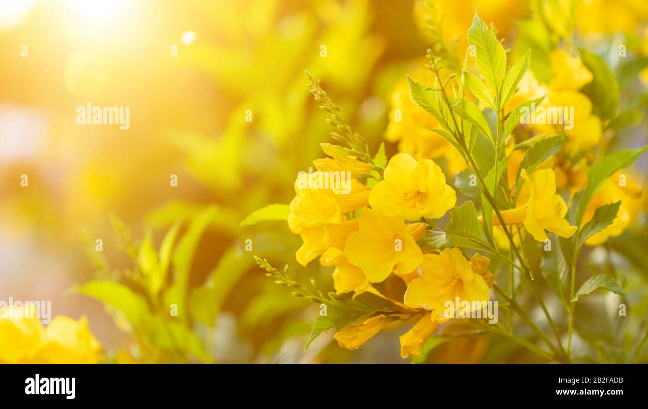 Macro cespuglio di giallo sambuco, Trumpetbush o Trumpet fiore sul ramo nel giardino al mattino Foto Stock
