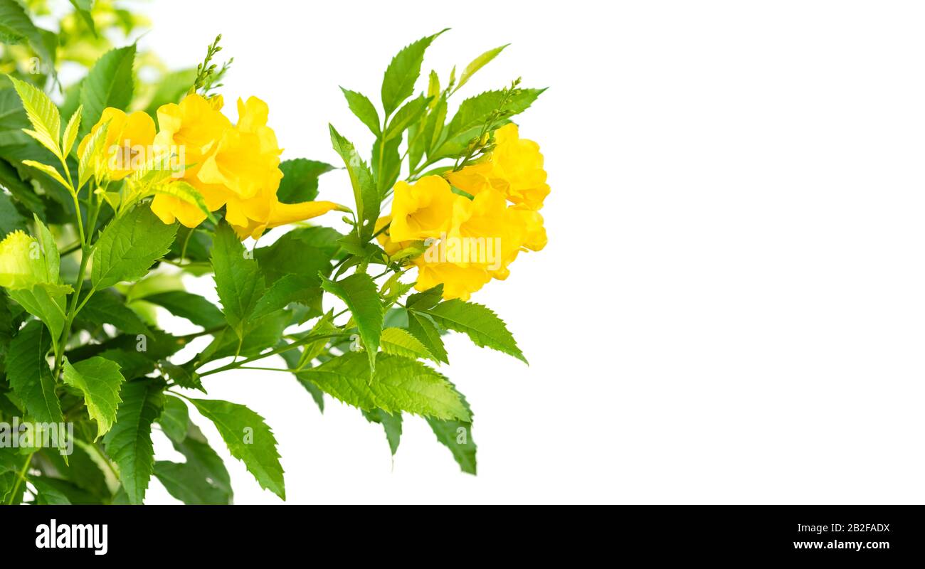 Primo piano cespuglio di giallo sambuco, Trumpetbush o Trumpet fiore sul ramo isolato su sfondo bianco Foto Stock