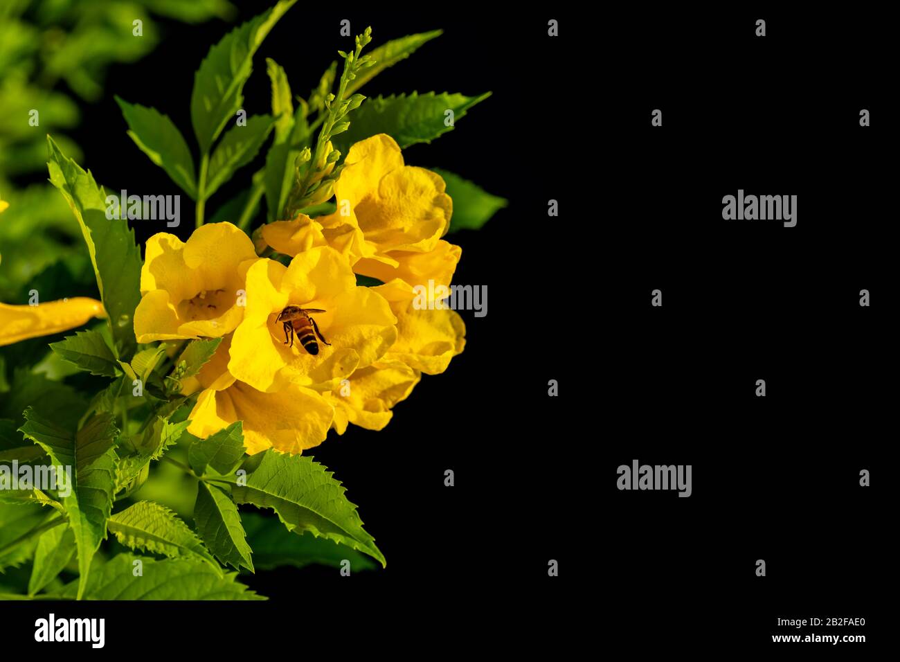 Primo piano cespuglio di giallo sambuco, Trumpetbush o Trumpet fiore sul ramo isolato su sfondo nero Foto Stock