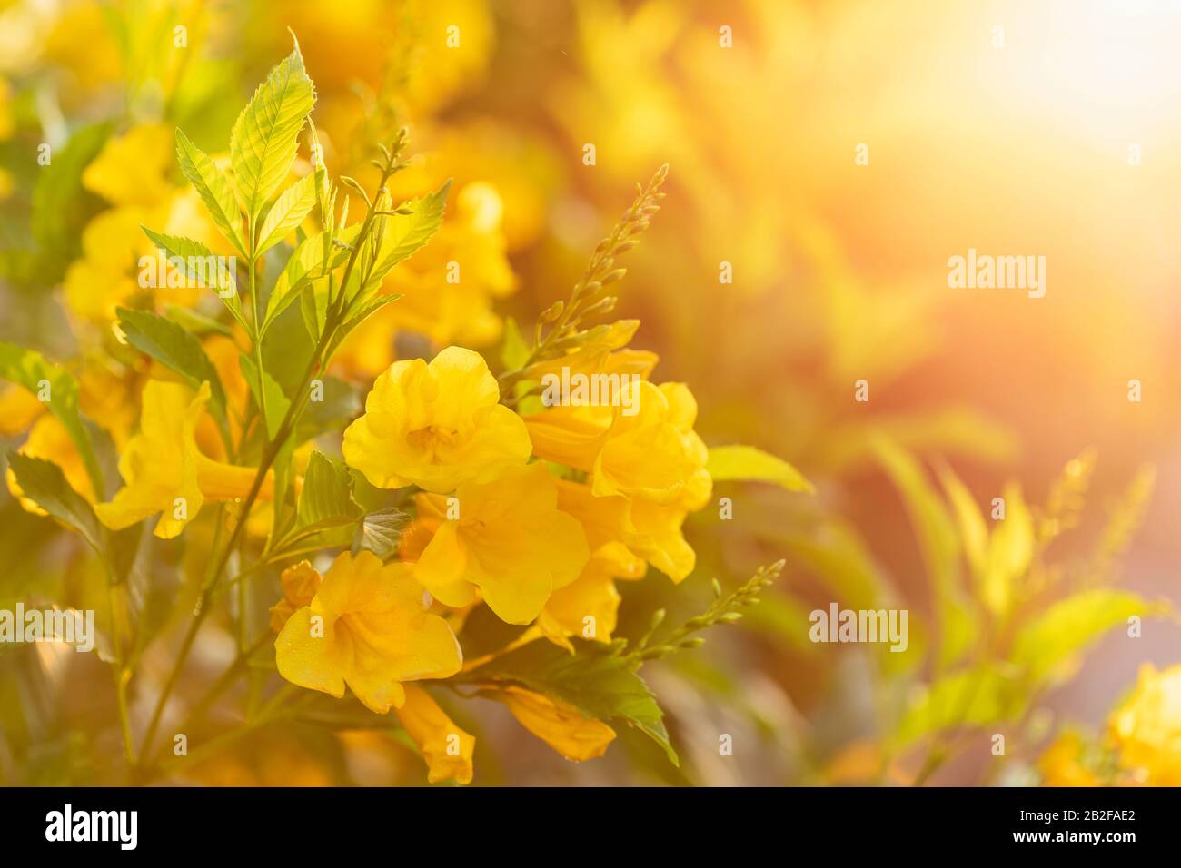 Macro cespuglio di giallo sambuco, Trumpetbush o Trumpet fiore sul ramo nel giardino al mattino Foto Stock