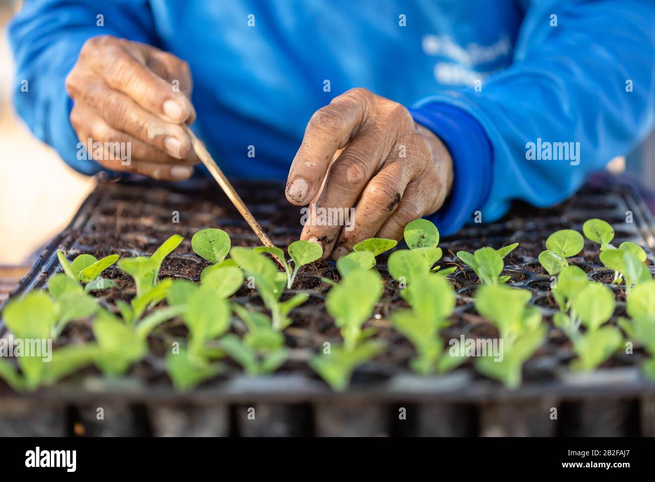 Coltivatore o coltivatore mise il giovane di albero di tabacco in vassoio nero di plastica di piantina Foto Stock