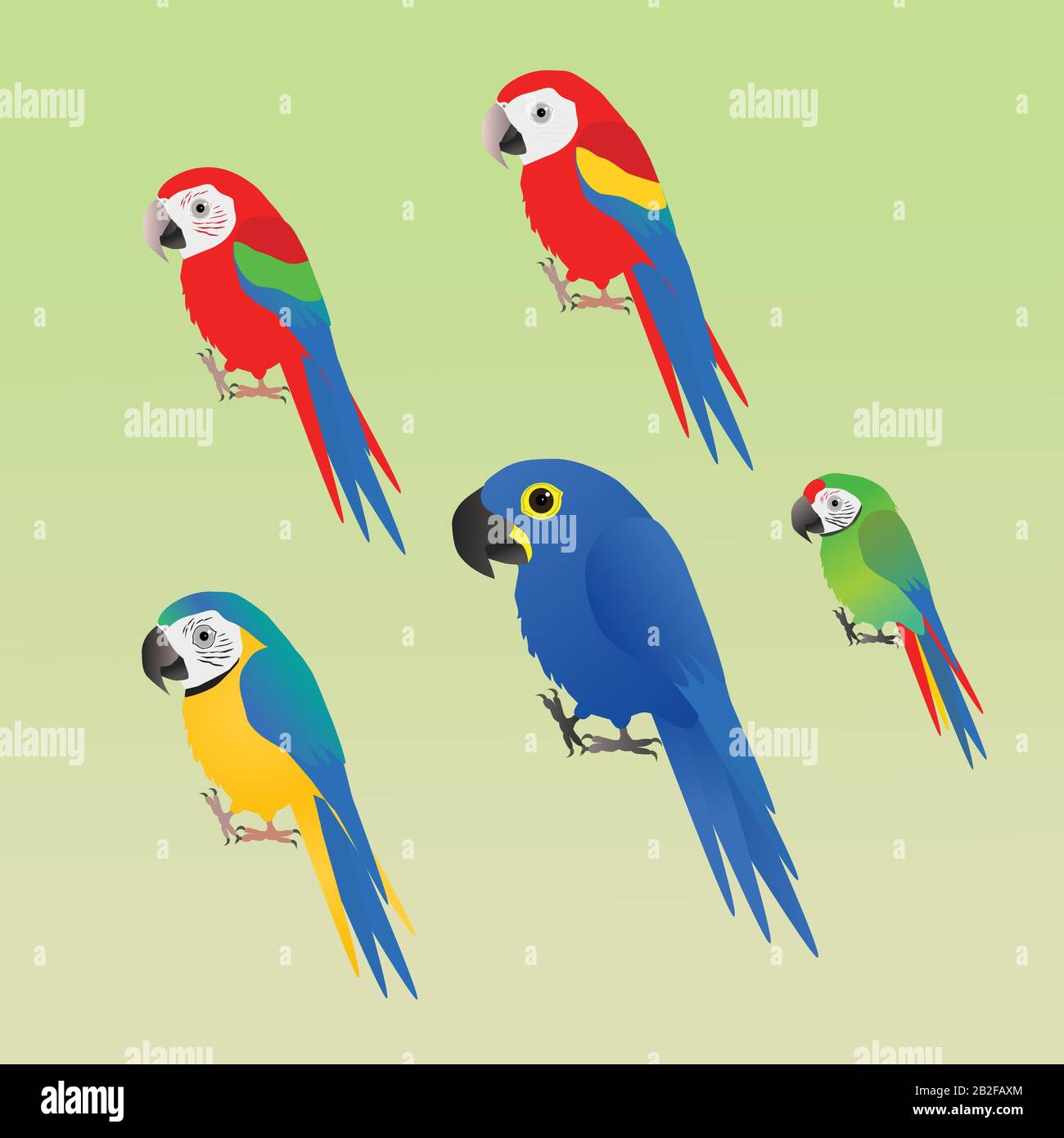 Una raccolta di cinque diverse specie di macaw, stile cartone animato Illustrazione Vettoriale