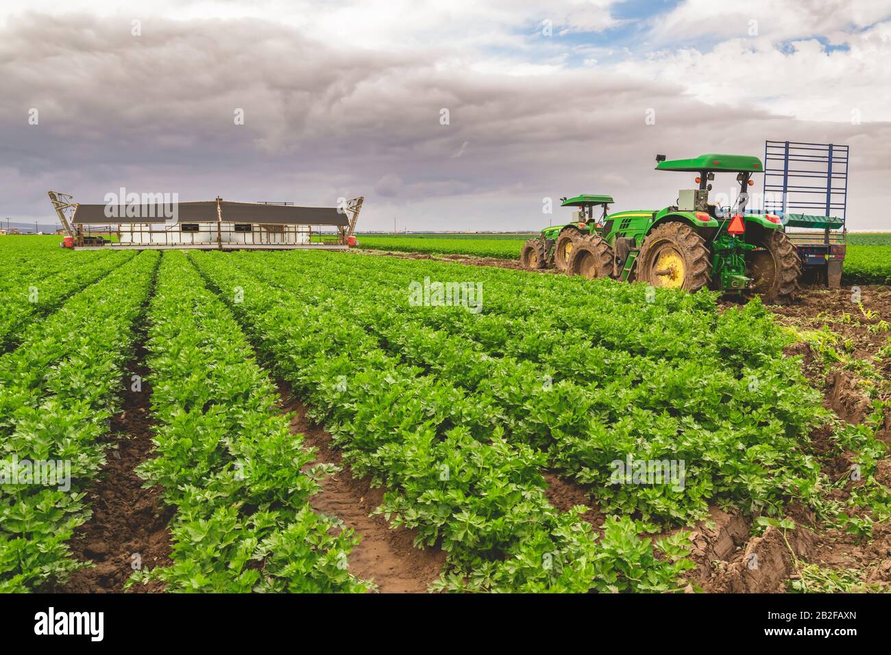 Campo agricolo di sedano impianti e macchine agricole Foto Stock