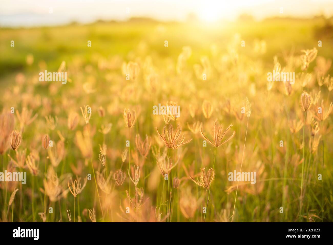 Bella bianco fiori di erba in orario di alba su blur e natura sfondo bokeh, natura e outdoor concept Foto Stock