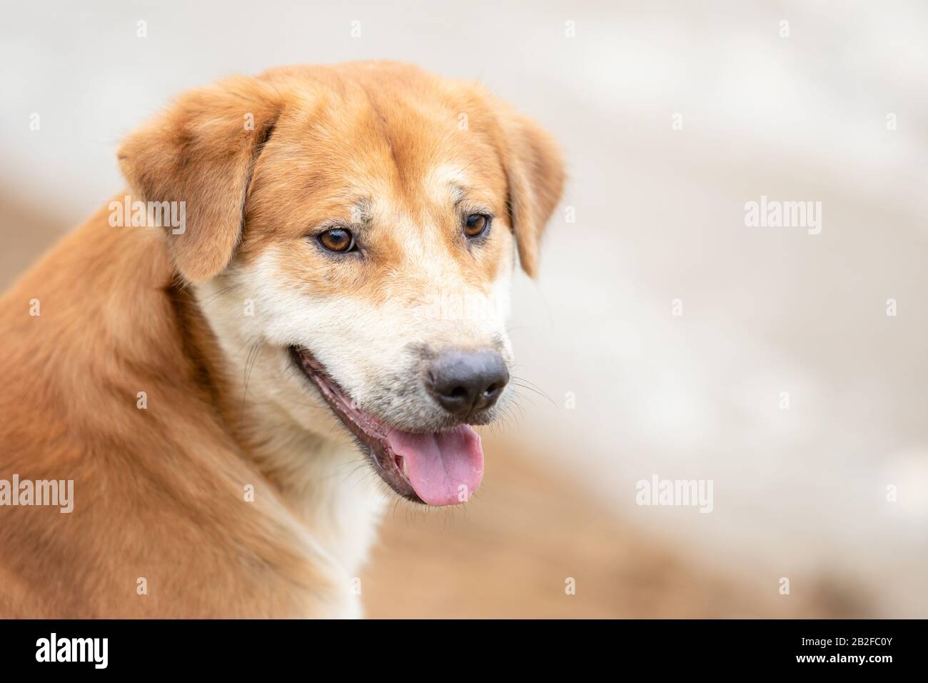 Uno di cane marrone (razze pure o razze tailandesi) seduto vicino al fiume Foto Stock