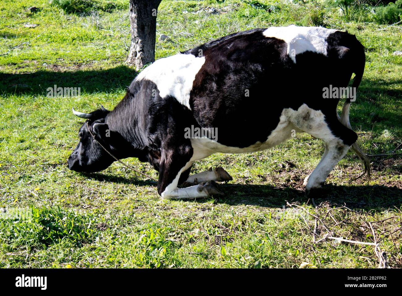 Ritratto a tutta lunghezza di una mucca cornuta in ginocchio, che si prepara a sdraiarsi e ruminare su un pascolo verde in prospettiva centrale immagine. Foto Stock