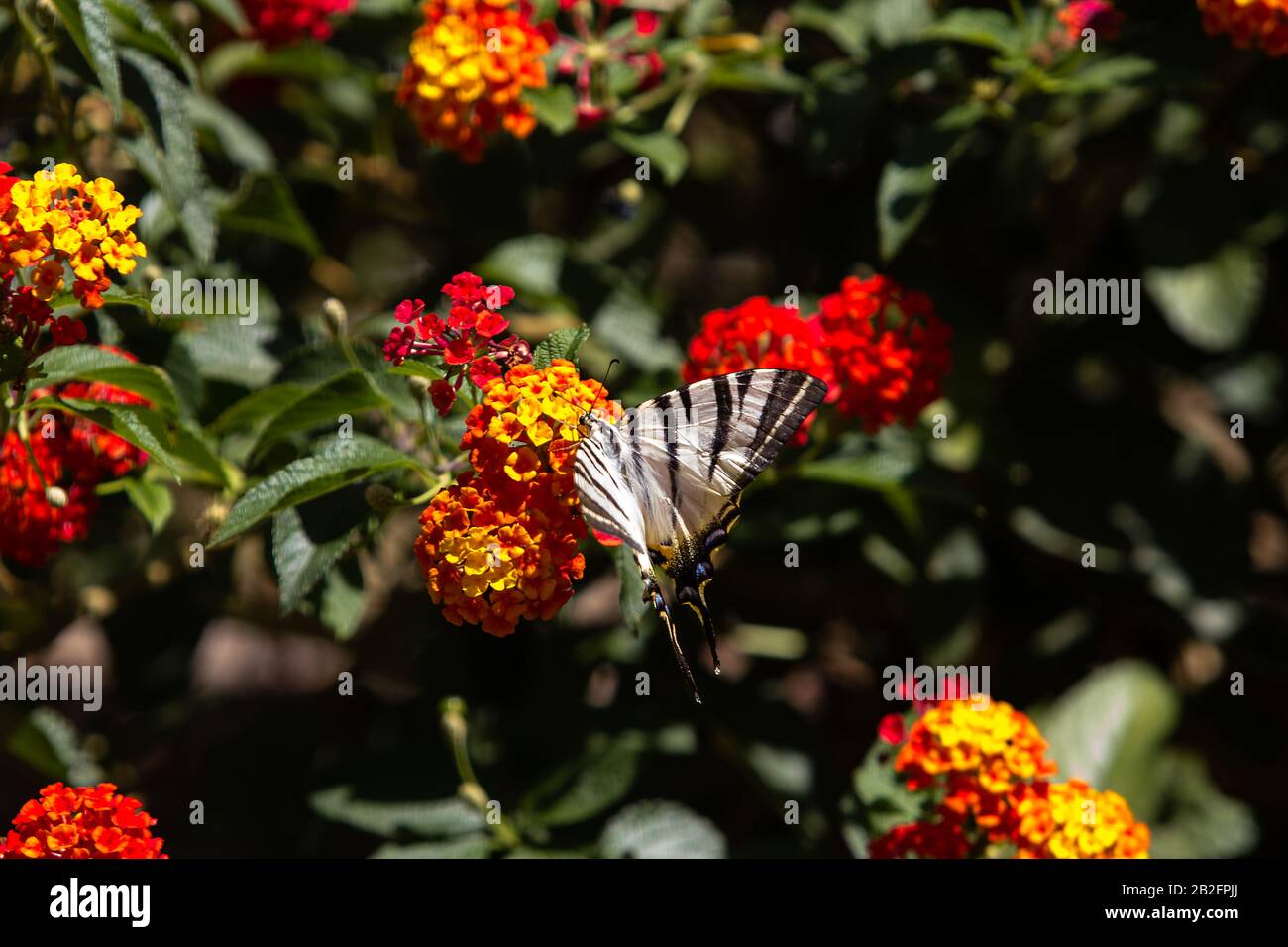 Primo piano di Una Scarsa farfalla Swallowtail, nutrendo su un gruppo di piccoli fiori arancione-giallo a mezzogiorno. Foto Stock