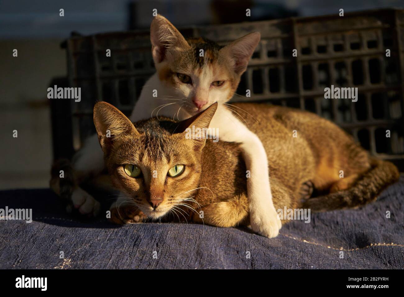 Zwei Katzen, (Felis silvestris catus), junge Katze sitzt auf Mutter, Sagaing, Myanmar Foto Stock