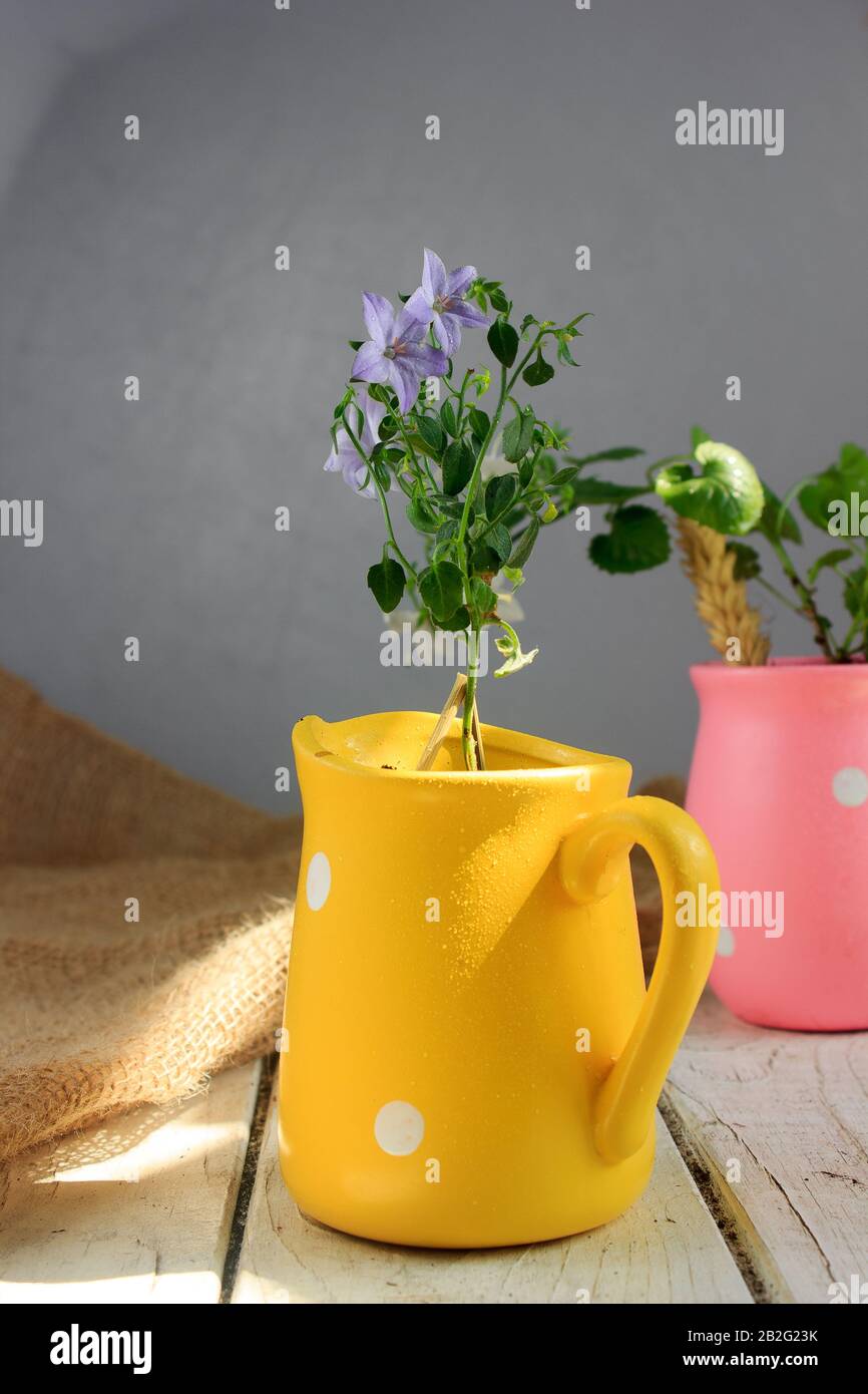 Blu campanula isophylla in vaso giallo su linguetta di legno bianco. Foto Stock