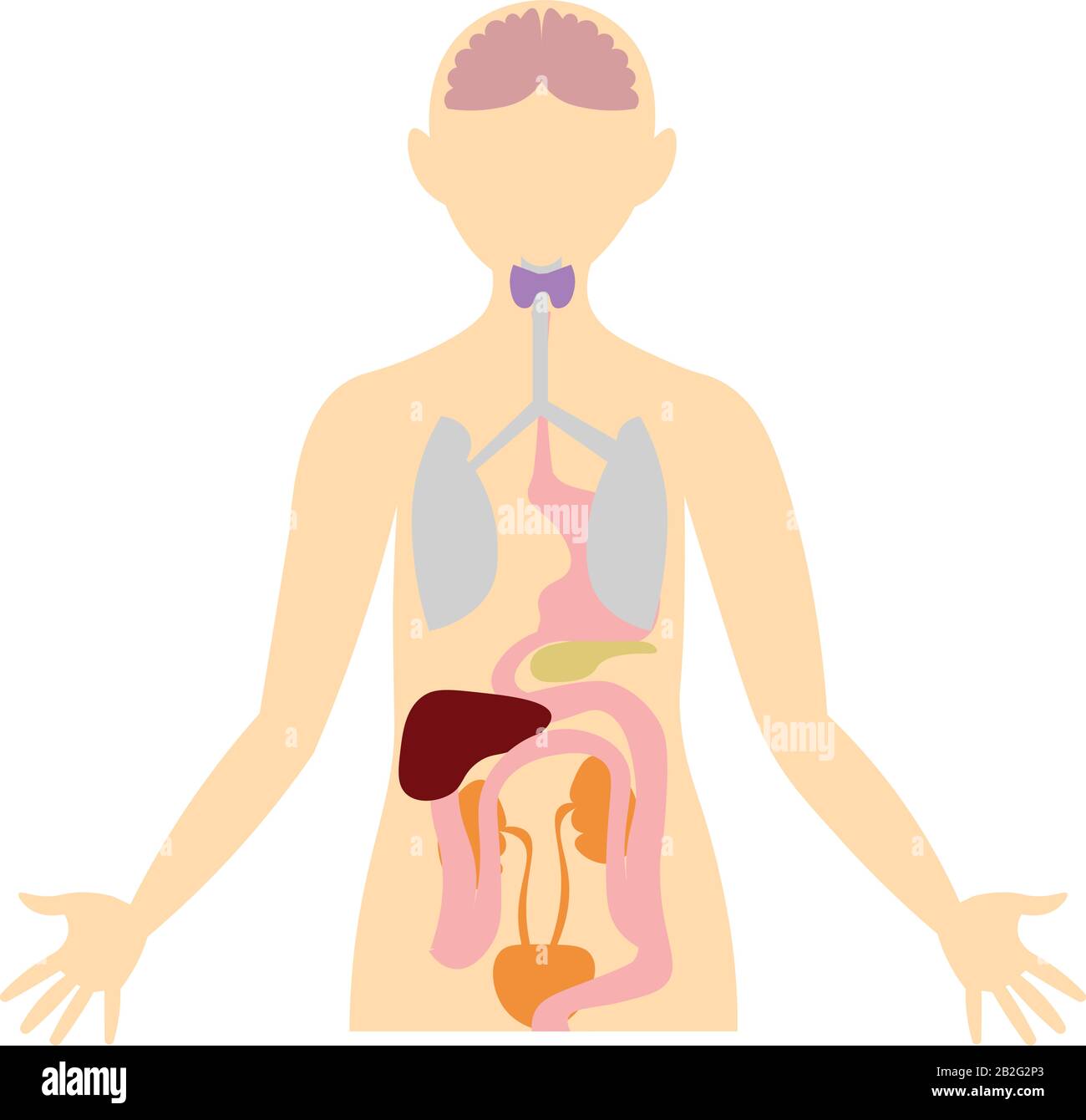 Organi del corpo umano. Immagine anatomica. Apparato digerente, escretorio, respiratorio, endocrino. Illustrazione Vettoriale