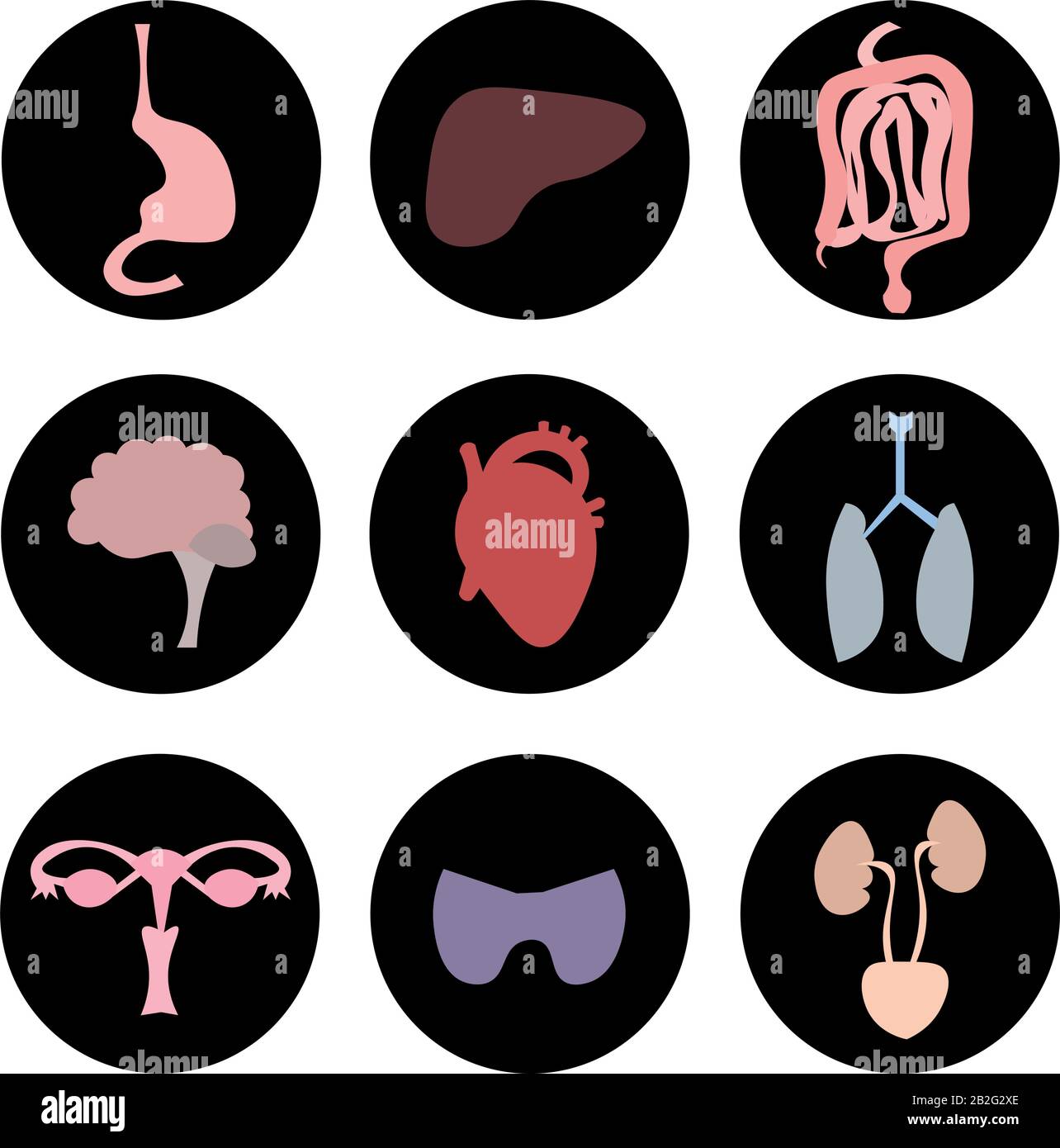 Organi del corpo umano. Immagine anatomica. Apparato digerente, escretorio, respiratorio, endocrino, riproduttivo. Cervello, cuore. Illustrazione Vettoriale