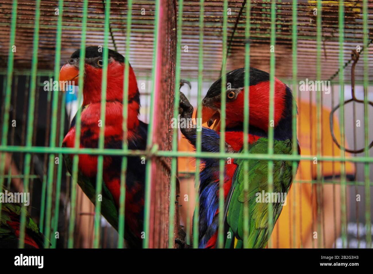 La polizia ha dimostrato la presenza di uccelli protetti, vale a dire pappagalli (Eclectus roratus) e teste nere Kasturi (Lorius lory) catturati dal commercio illegale di animali a Malang, Giava orientale, Indonesia. Foto Stock