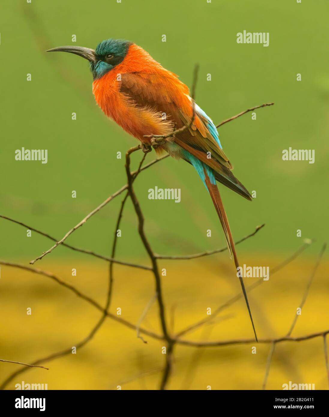 uccello dell'ape mangiatore seduto su un ramo nello zoo di pilsen Foto Stock