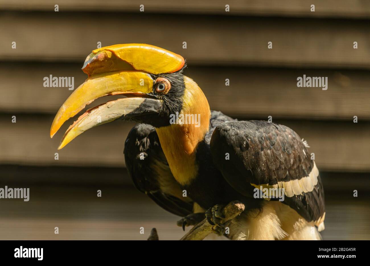 un'ottima hornbill in una filiale dello zoo Foto Stock