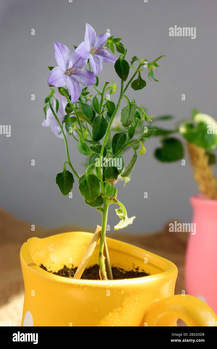 Blu campanula isophylla in un vaso giallo. Foto Stock