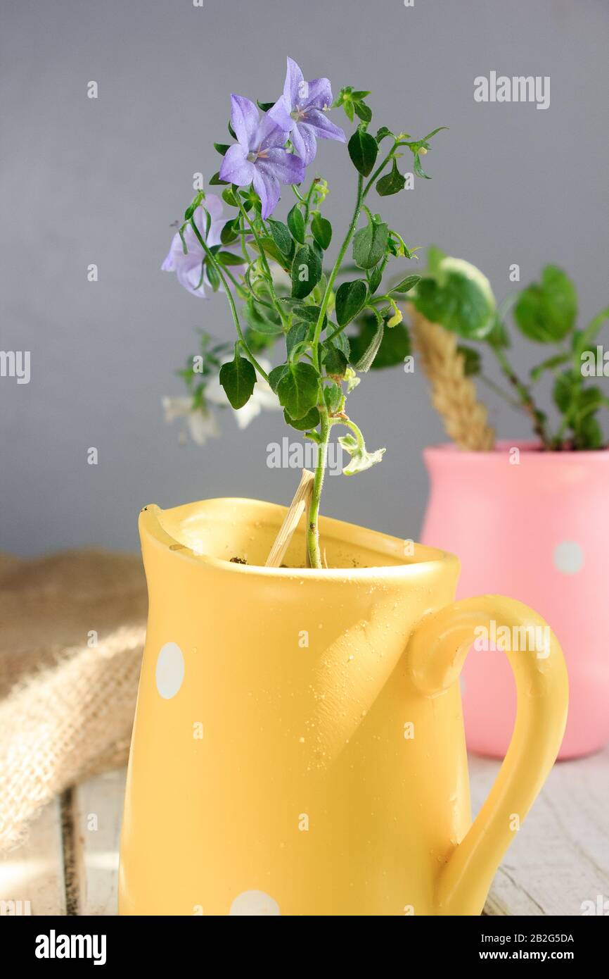 Blue campanula isophylla in vaso giallo su tavola bianca in legno. Foto Stock